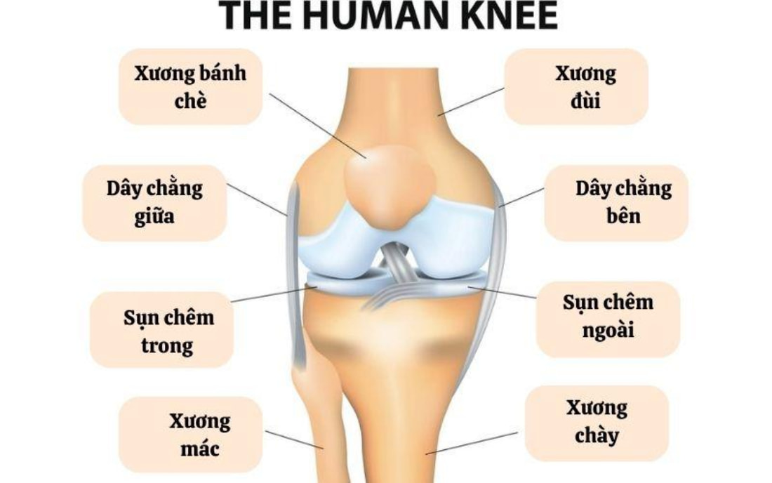 Cấu tạo khớp gối của con người bao gồm hai xương lớn nối với nhau bằng các dây chằng, mạch máu và gân