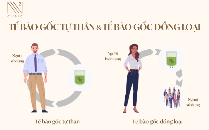 Phân biệt tế bào gốc tự thân và tế bào gốc đồng loại