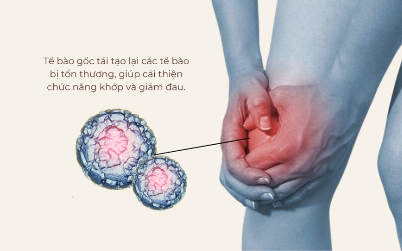 Tế bào gốc thúc đẩy quá trình chữa lành