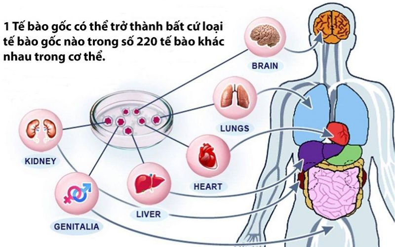 Tế bào gốc toàn năng có khả năng biệt hóa hoàn toàn