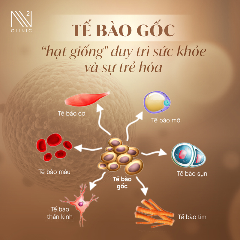 Bạn nên sử dụng liệu pháp tế bào gốc