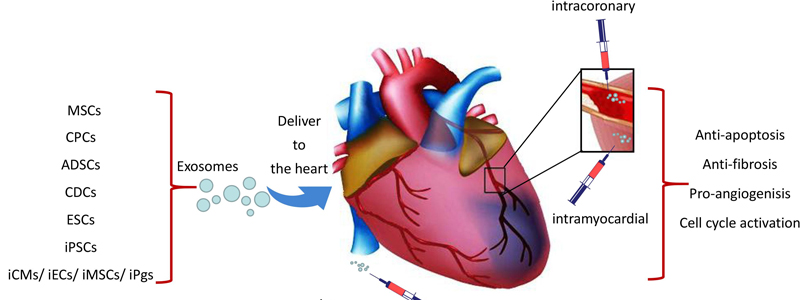 Tế bào gốc đa năng cảm ứng có tiềm năng tái tạo tế bào